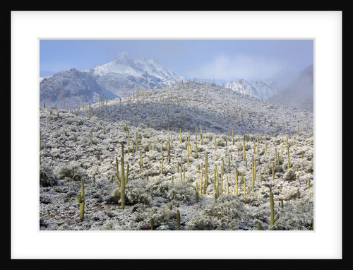 Sonoran Desert in winter by Anonymous