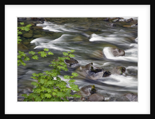 Sol Duc River Flowing over Rocks by Anonymous