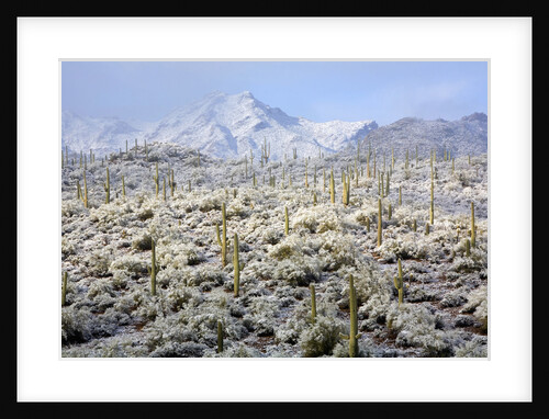 Winter in the Sonoran Desert by Anonymous