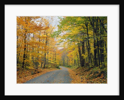 Country Road through Forest in Autumn by Anonymous
