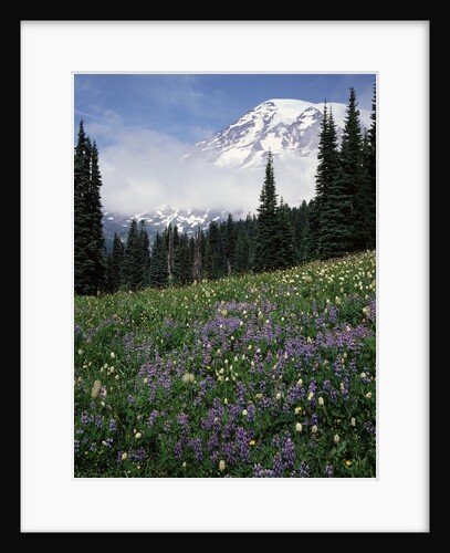 Wildflowers in Meadow Below Mt. Rainier by Anonymous