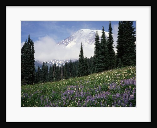 Wildflowers at Paradise Meadow by Anonymous