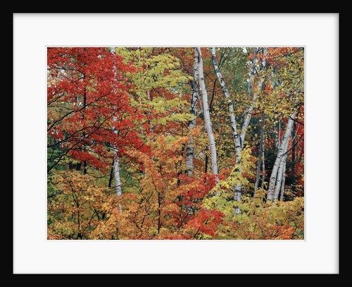 Maples and Birches in Autumn by Anonymous