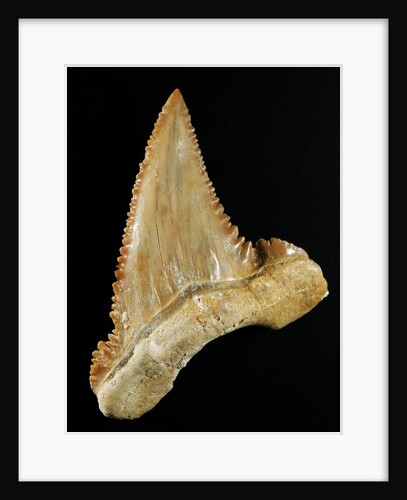 Tooth from Great White Shark by Anonymous
