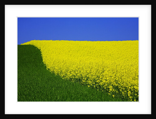 Blooming Rape Plant Field by Anonymous