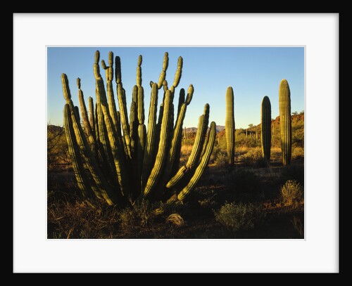 Organ Pipe Cactus by Anonymous