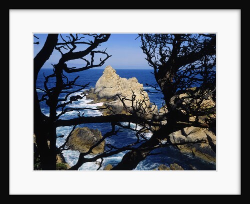 Cypress Trees at Point Lobos by Anonymous