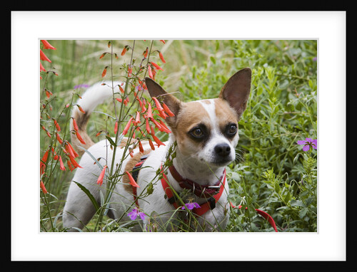 Chihuahua Dog by Anonymous