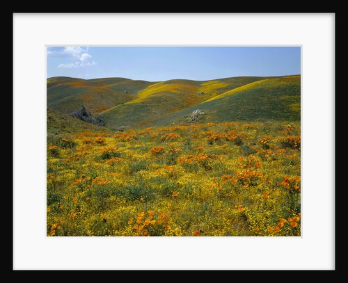 California Poppies Among Goldfields by Anonymous