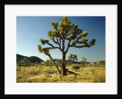 Joshua Tree National Park by Anonymous