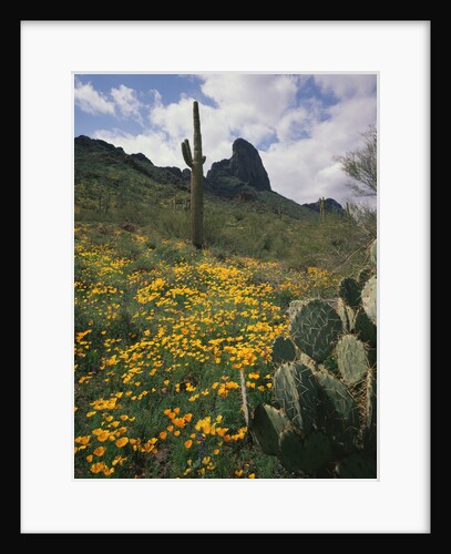 Picacho Peak State Park by Anonymous