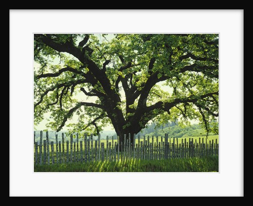Coast Live Oak, Sonoma Coast by Anonymous