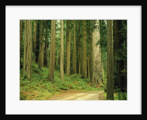 Coast Redwoods by Anonymous