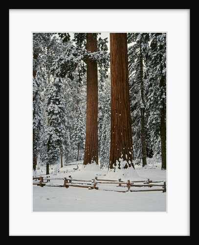 Sequoia Trees in Snow by Anonymous