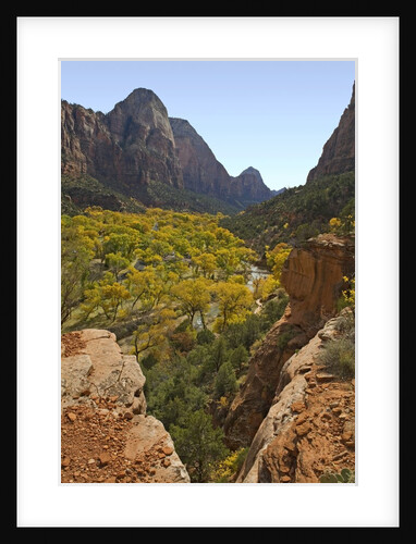 Fremont Cottonwoods at Zion National Park by Anonymous