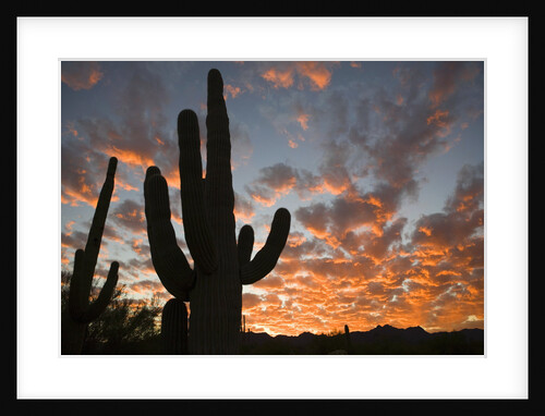 Saguaros at sunset by Anonymous