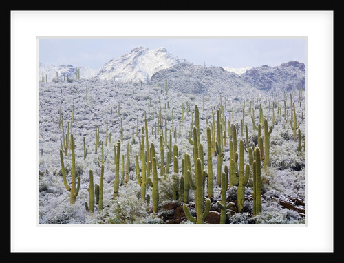 Saguaros in Snow by Anonymous