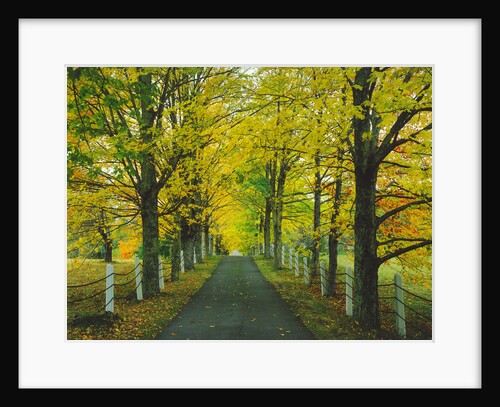 Country Road Through Maples by Anonymous