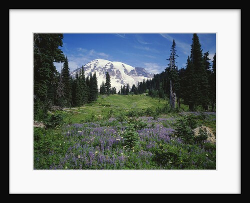 Paradise Meadow, Mount Rainier National Park by Anonymous