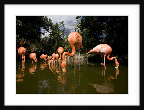 American Flamingos at Ardastra Gardens, Zoo, and Conservation Center by Anonymous