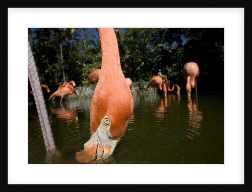 American Flamingos at Ardastra Gardens, Zoo, and Conservation Center by Anonymous