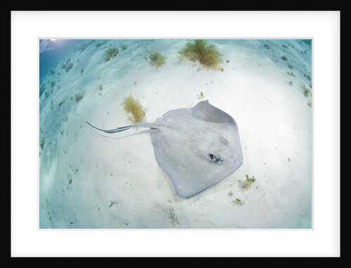 Southern Stingray at Stingray City by Anonymous