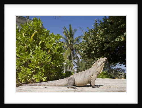 Lesser Caymans Iguana by Anonymous