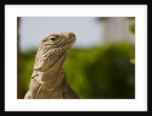 Lesser Caymans Iguana by Anonymous