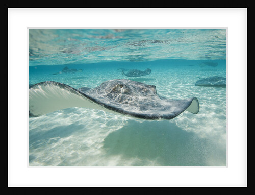 Southern Stingrays at Stingray City by Anonymous