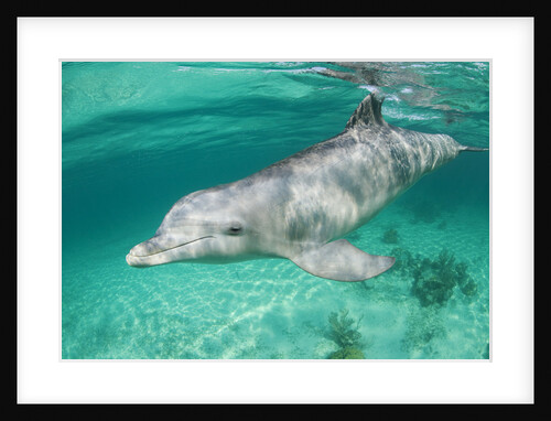 Bottlenosed Dolphin at UNEXSO Dive Site by Anonymous