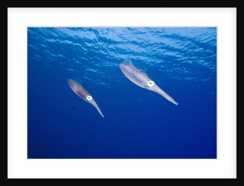 Caribbean Reef Squid by Anonymous