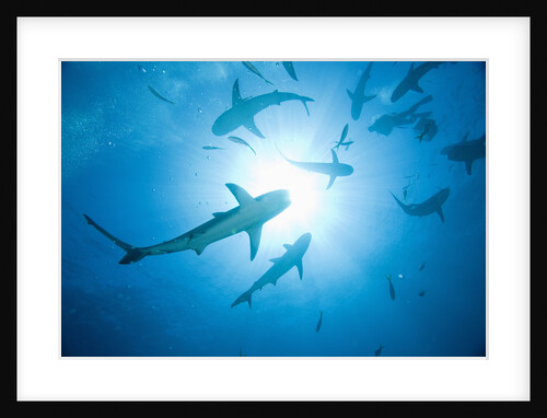 Scuba Diver and Caribbean Reef Sharks at Stuart Cove's Dive Site by Anonymous