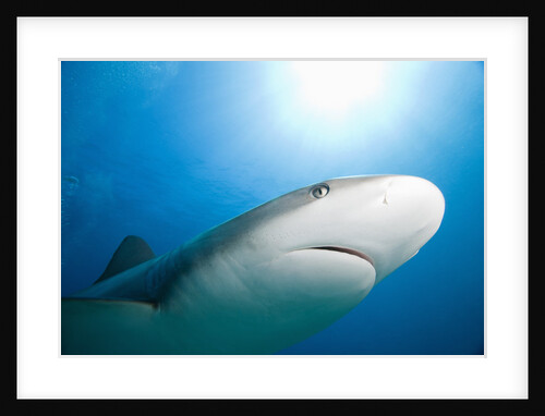 Caribbean Reef Shark by Anonymous
