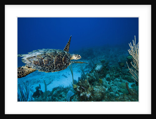 Hawksbill Turtle Swimming above Reef by Anonymous