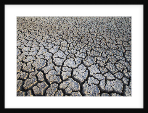 Dry Lake Bed at the Booby Pond Nature Reserve by Anonymous