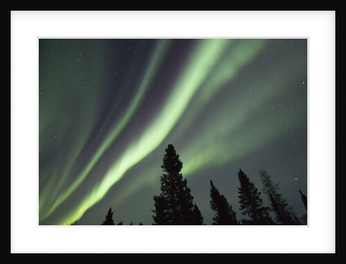 Northern Lights over Boreal Forest by Anonymous