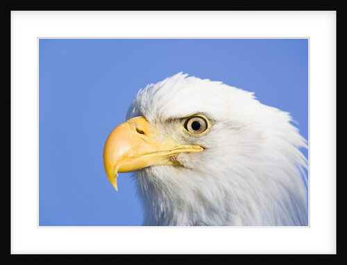Bald Eagle by Anonymous