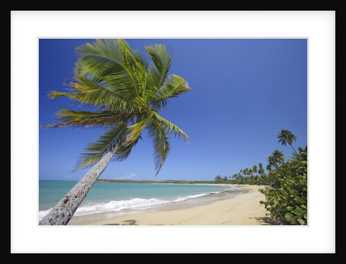Tres Palmitas Beach by Anonymous