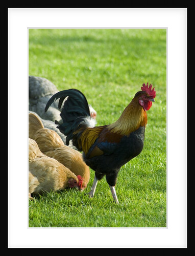 Bantam Cockerel and Hens by Anonymous