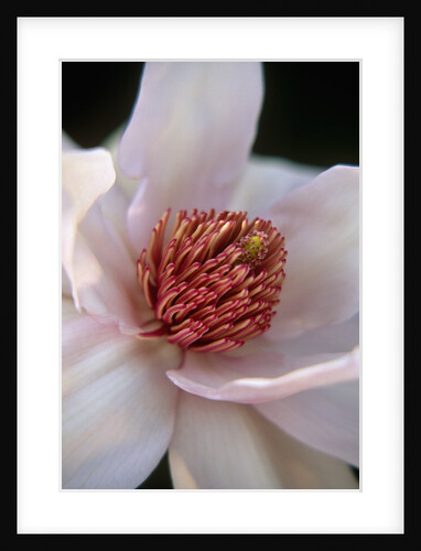 Pink Tulip Tree Blossom by Anonymous