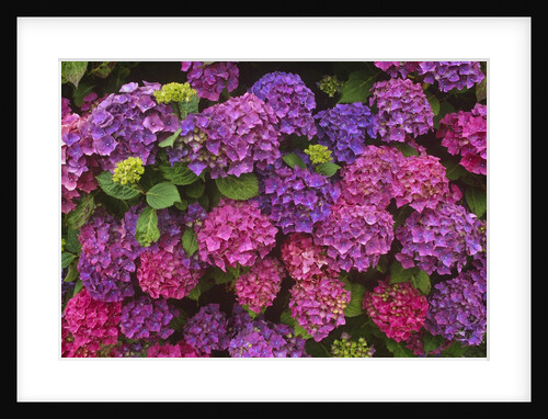 Lacecap Hydrangea Blossoms at Lakemount Garden by Anonymous