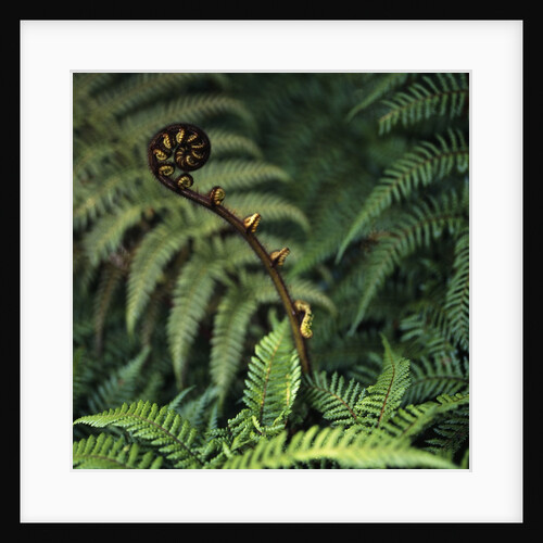 Caterpillars on a Fern by Anonymous