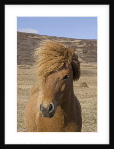 Icelandic Horse on the Snaefellsnes Peninsula by Anonymous