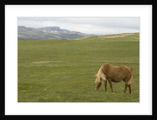 Icelandic Horse Grazing Near Lagarfljot Lake by Anonymous