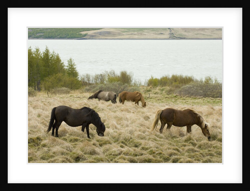 Icelandic Horse Grazing Near Lagarfljot Lake by Anonymous