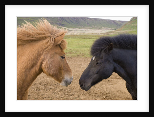 Icelandic Horses Face to Face by Anonymous