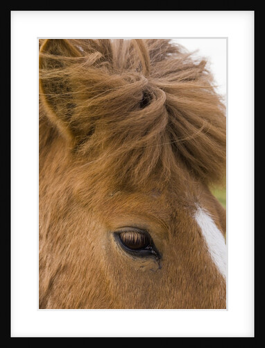 Iceland Horse by Anonymous