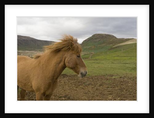 Icelandic Horse by Anonymous