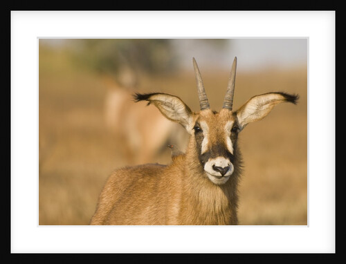Roan Antelope in Zambia by Anonymous