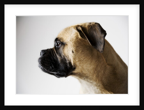 Boxer Dog by Anonymous